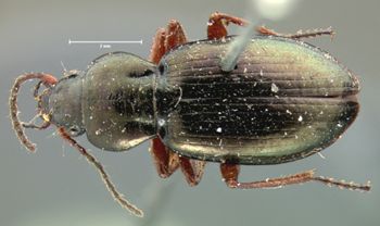 Media type: image;   Entomology 7394 Aspect: habitus dorsal view